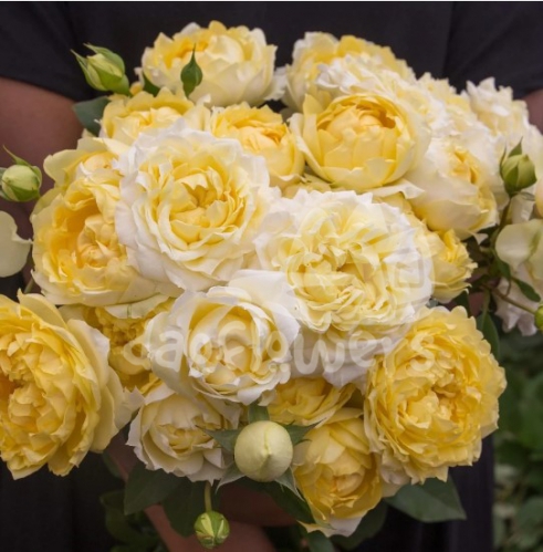 julietta limoncella*