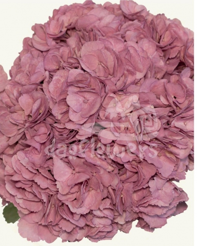 Mauve PNT