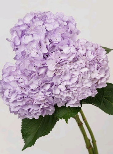 Soft Lavander PNT