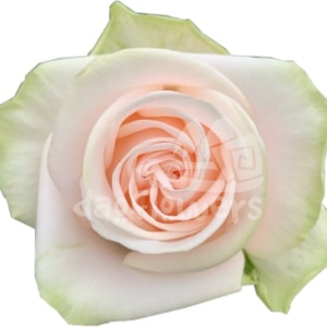 wedding rose