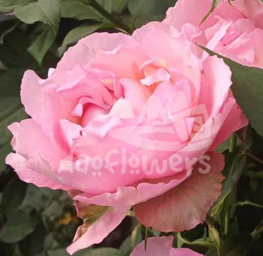 julietta pretty pink*