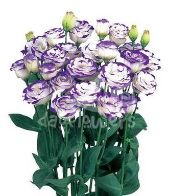 rosita 3 blue picotee