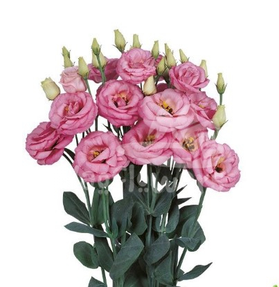 rosita 3 pink improved