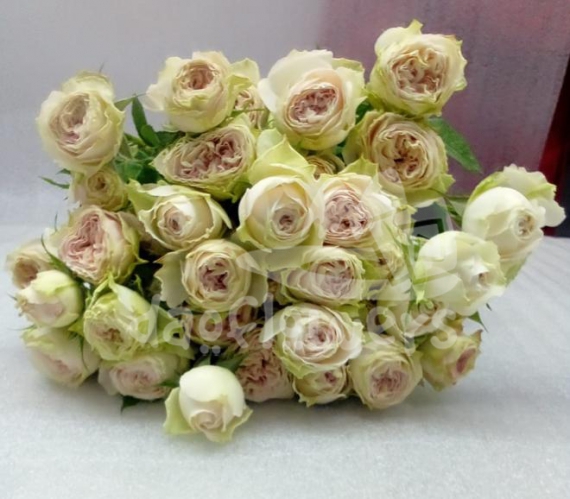 vintage trendsetter*