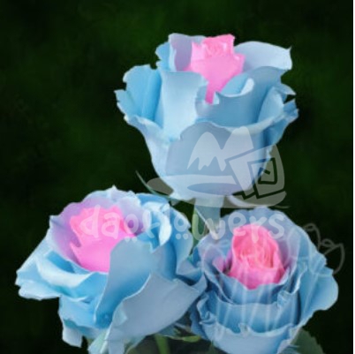 PX 24 Lgt Blue Lgt Pink PNT