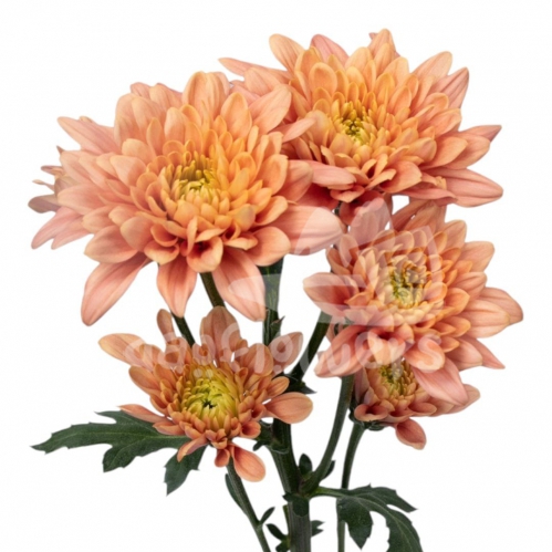 Veronica Salmon spray