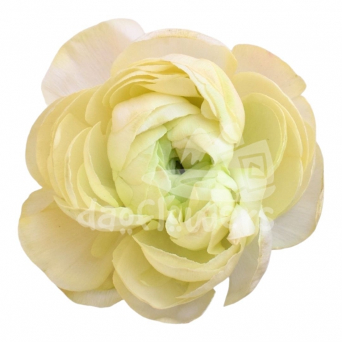 elegance Peach Pastello