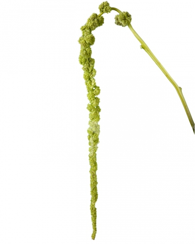 hanging amaranthus green