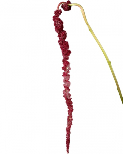 hanging amaranthus red