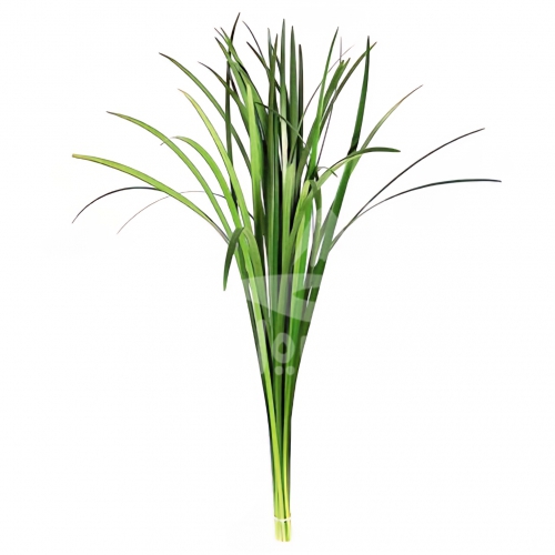 lily grass