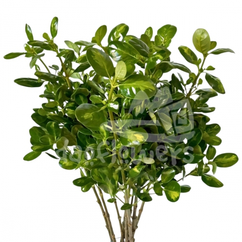 brillantina variegata