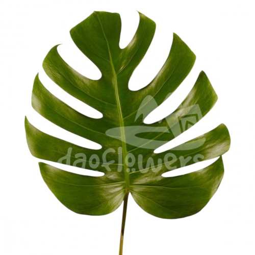 monstera leaf
