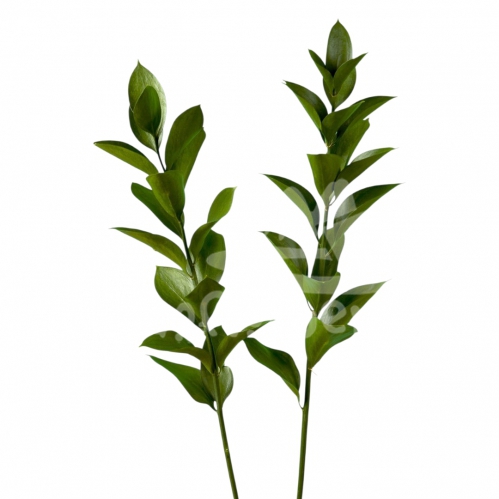 ruscus