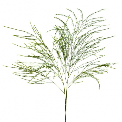 asparagus treefern