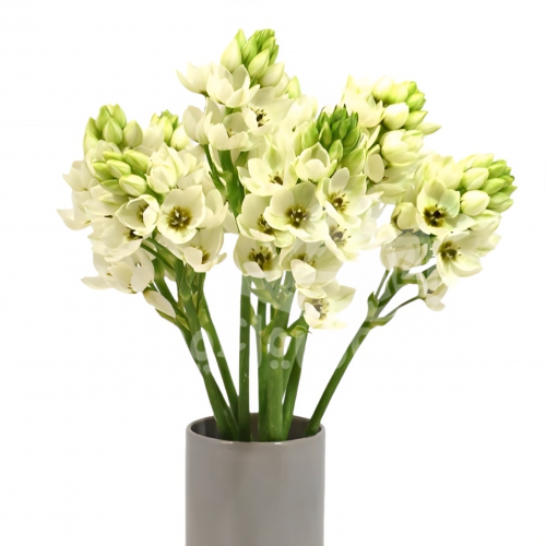 ornithogalum white