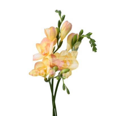 freesia light peach
