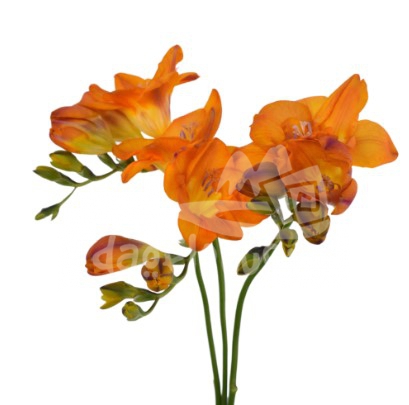 freesia mustard
