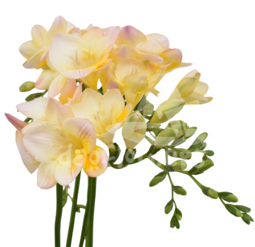 freesia cream
