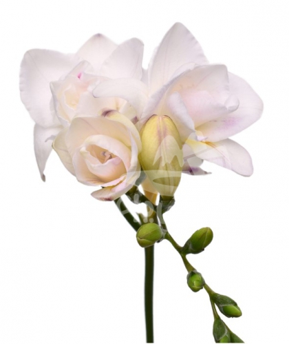 freesia light lavender