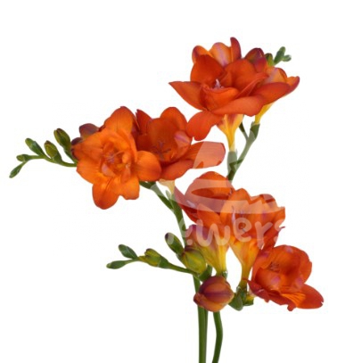 freesia orange