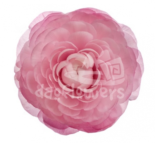 success Cloni Lady Pink