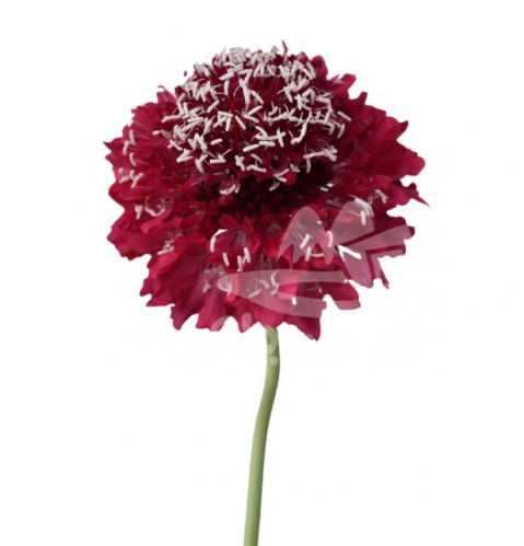 focal scoop red apple