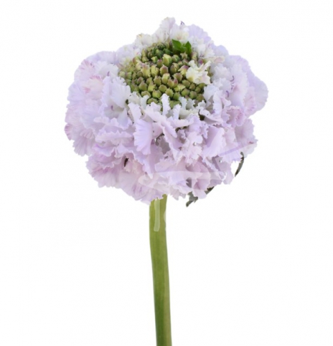 focal scoop sweetness