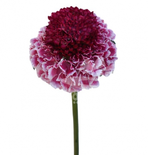 raspberry ripple scoop