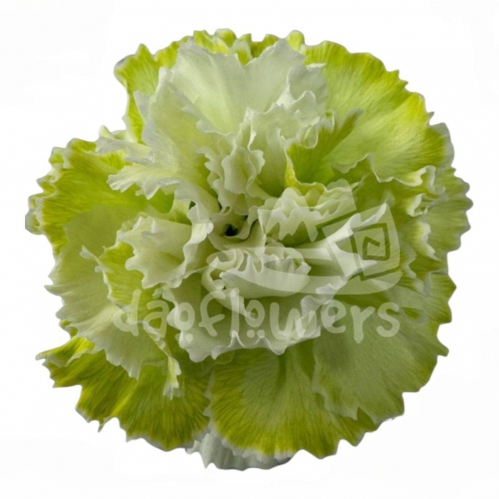 Bunny Light Green PNT