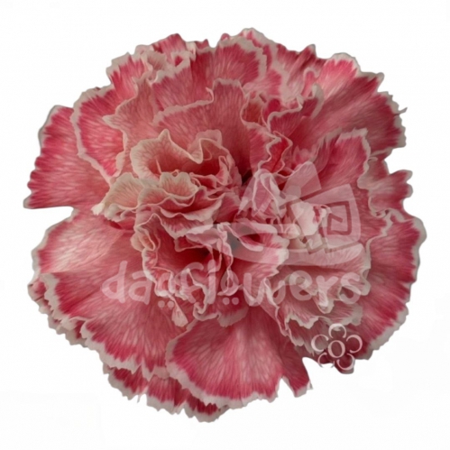 Bunny Light Pink PNT