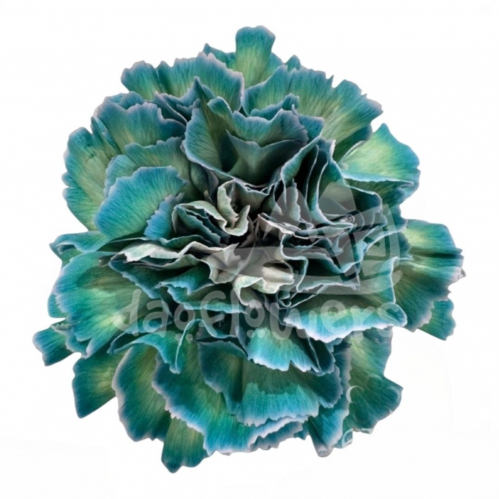 Aquamarine (Conejera) PNT