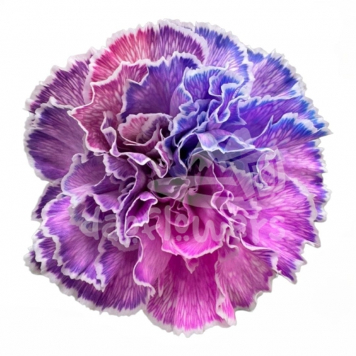 Cherry Snow Blizz PNT