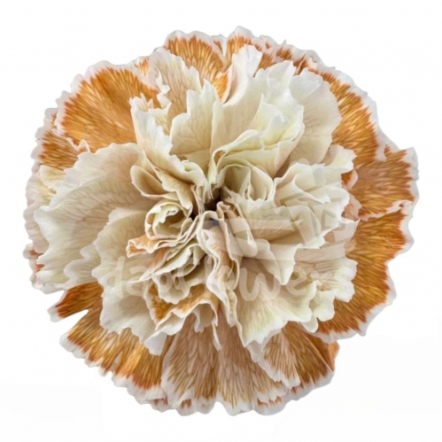 Coffee (Conejera) PNT