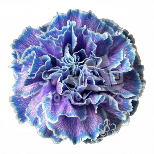 Dark Sky Blue Lavender PNT