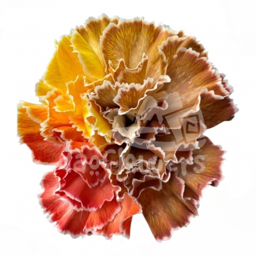 Rainbow Bright Fall PNT