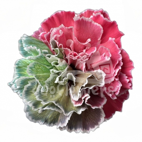 Rainbow Christmas PNT