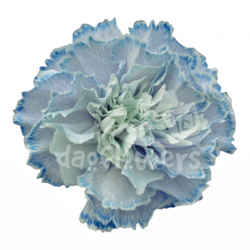 Sky Blue Lavender PNT