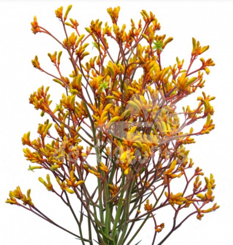 kangaroo paw gold fever