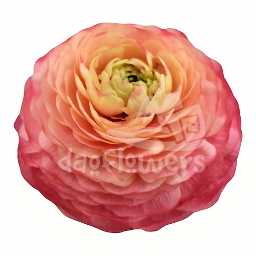 success Cloni Charleston