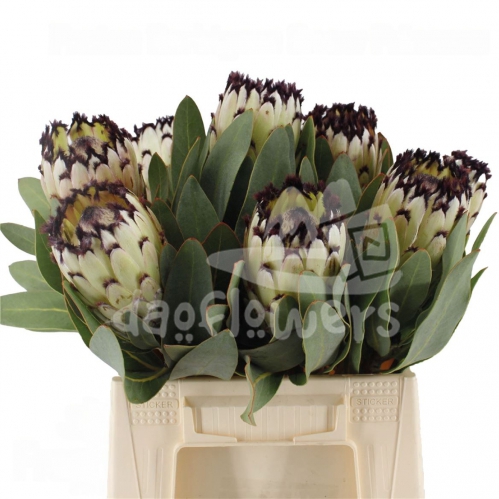 Barbigera Snow Princess