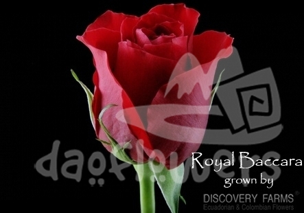 royal baccara