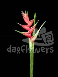 caribaea vulcano red