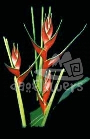 ortotricha escarlata