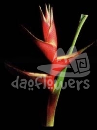 caribaea piton point