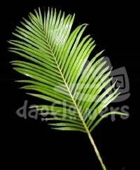 areca-palm