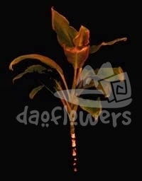 cordelyne terminalis, bronce