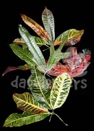 croton leaves