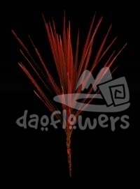 dracaena sanderiana, bicolor