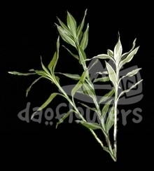 dracaena sanderians, lime