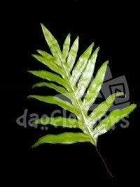foliate fern
